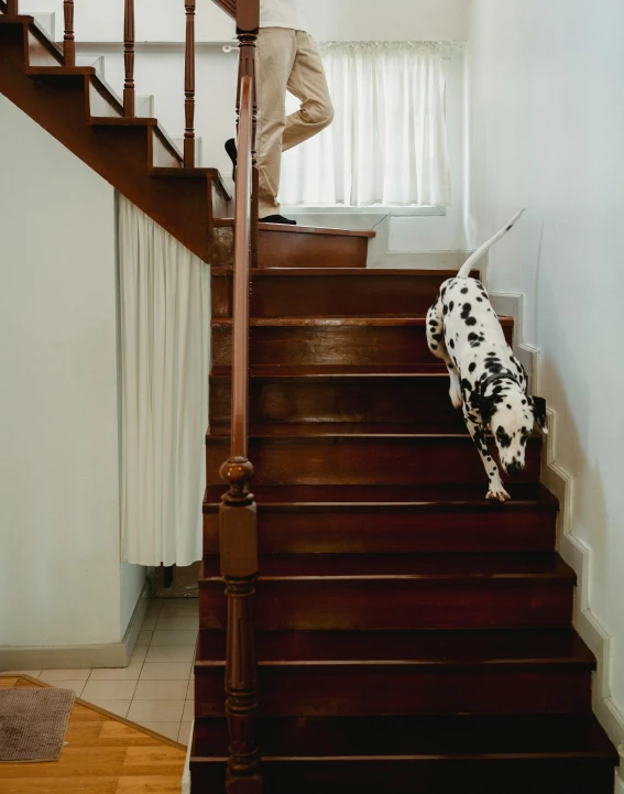 a dalmatian dog walking up a set of stairs, by Elsa Bleda, inspired in balthus, cow, low quality photo, a wooden