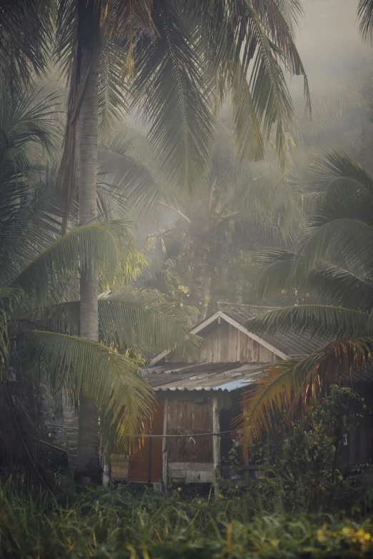 a house surrounded by palm trees on a foggy day, by Peter Churcher, sumatraism, shack close up, paul barson, afternoon light, raining award winning photo