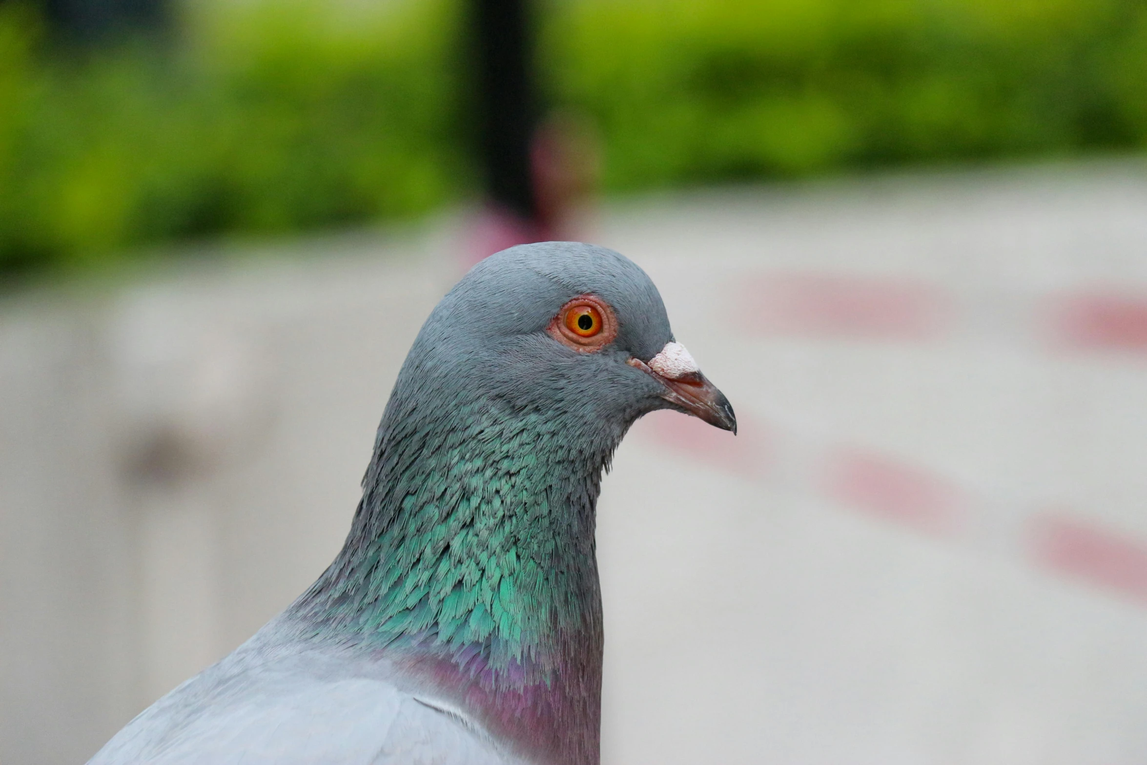 a close up of a pigeon on a sidewalk, by Jan Rustem, pexels contest winner, fan favorite, multicolored, male and female, full head shot