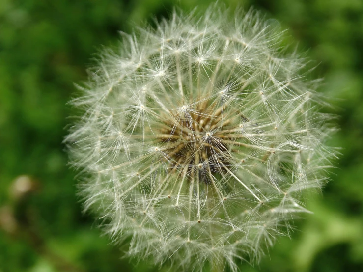 a close up of a dandelion with a blurry background, by David Simpson, pexels, hurufiyya, top-down view, fluffy'', macro photography 8k, clear detailed view