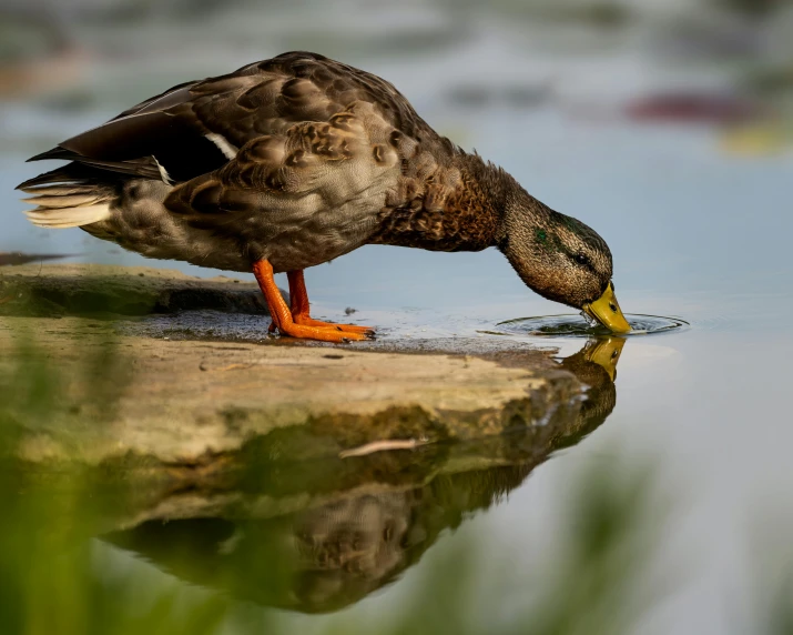 a duck is drinking water from a pond, by Jacob Duck, pexels contest winner, paul barson, rounded beak, olivia kemp, food