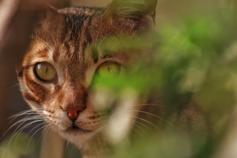 a close up of a cat looking at the camera, by Jan Tengnagel, pexels contest winner, amongst foliage, paul barson, tabaxi :: rogue, sand cat