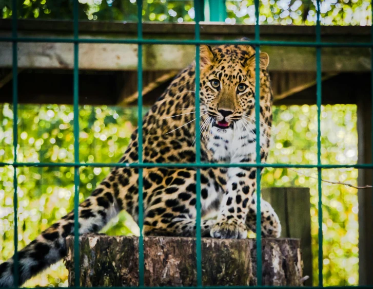 a close up of a leopard behind a fence, by Julia Pishtar, pexels, sumatraism, various posed, sitting, multiple stories, rectangle