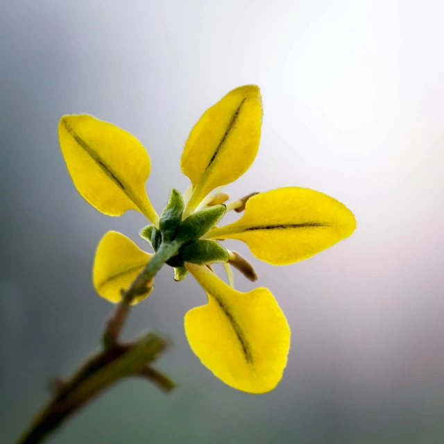 a close up of a yellow flower on a stem, a macro photograph, trending on pexels, minimalism, overcast mood, the yellow creeper, various posed, paul barson