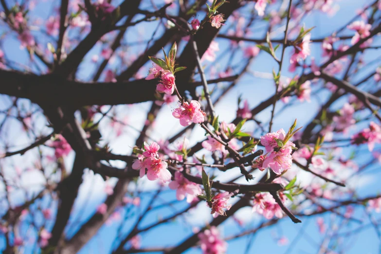 a tree with pink flowers against a blue sky, pexels, fruit trees, instagram post, brightly lit, buds