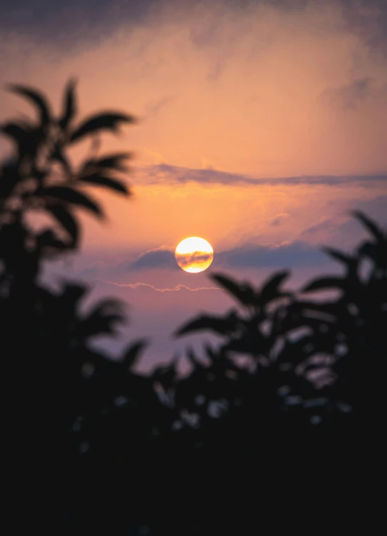 the sun is setting behind some trees, a picture, pexels contest winner, white moon in the background, humid evening, zoomed out, fine art print