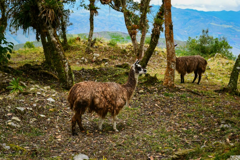 a llama standing on top of a lush green hillside, solo hiking in mountains trees, avatar image