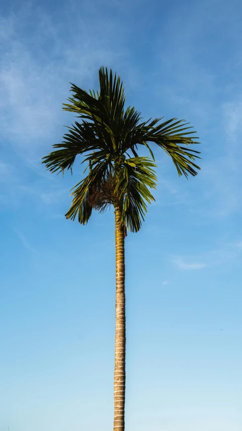 a palm tree sitting on top of a lush green field, unsplash, sumatraism, cloudless blue sky, alex heywood, high resolution photo, multiple stories