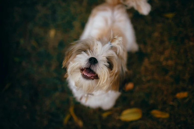 a small dog is looking up at the camera, pexels contest winner, baroque, laughing, high quality photo, fluffy'', telephoto shot