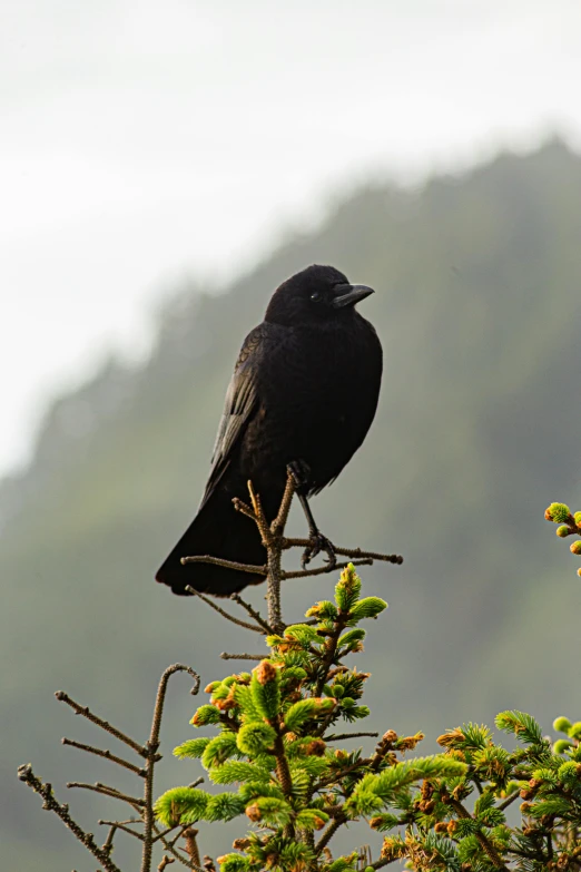 a black bird sitting on top of a tree, pexels contest winner, azores, slight overcast, avatar image, chile