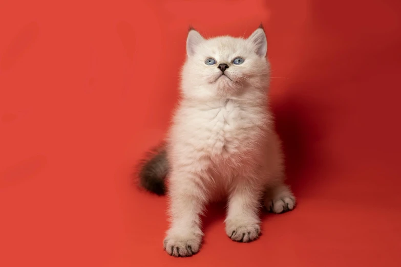 a white cat with blue eyes sitting on a red surface, by Julia Pishtar, trending on reddit, fan favorite, studio photo, silver red, louis william wain