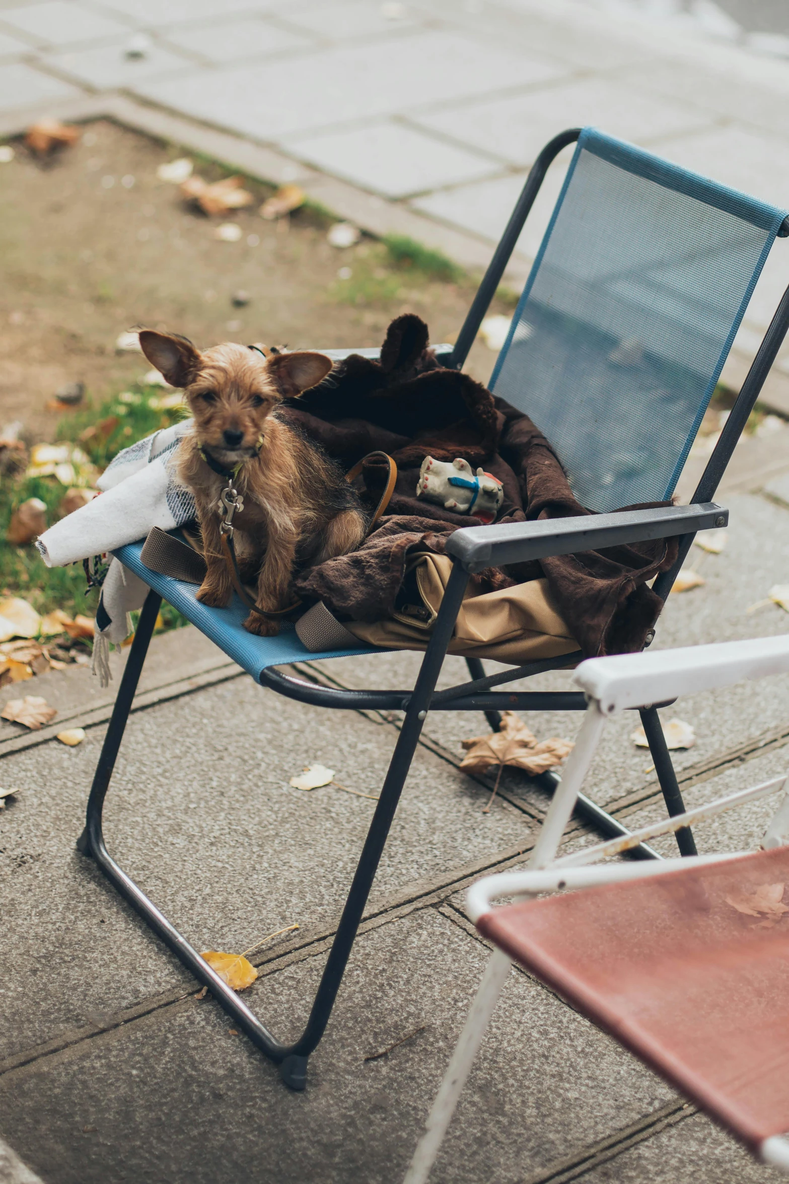 a dog that is sitting in a chair, by Niko Henrichon, unsplash, bags on ground, square, homeless, brown