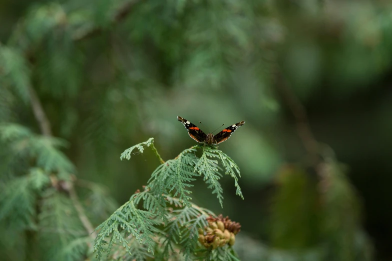 a butterfly sitting on top of a tree branch, unsplash, hurufiyya, andes mountain forest, 2022 photograph, shot on sony a 7, concert