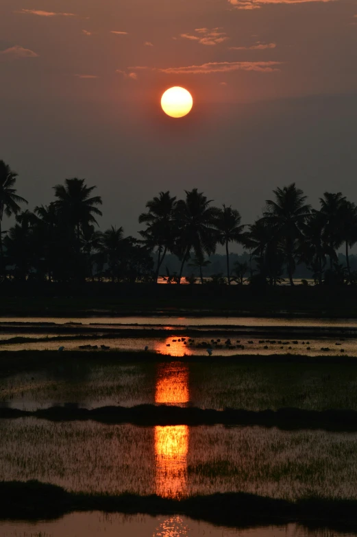 the sun is setting over a body of water, by Sudip Roy, hurufiyya, kerala motifs, rice, epic red - orange sunlight, phot