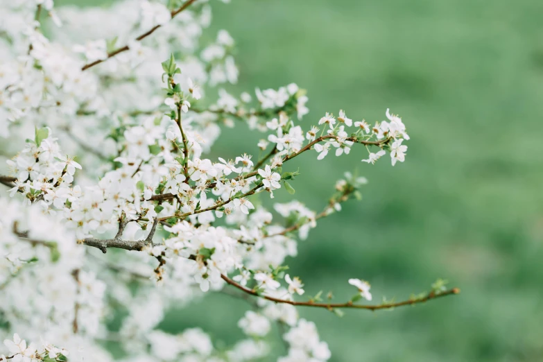 a close up of a tree with white flowers, inspired by Elsa Bleda, trending on unsplash, green spaces, cherry, celebration, instagram post