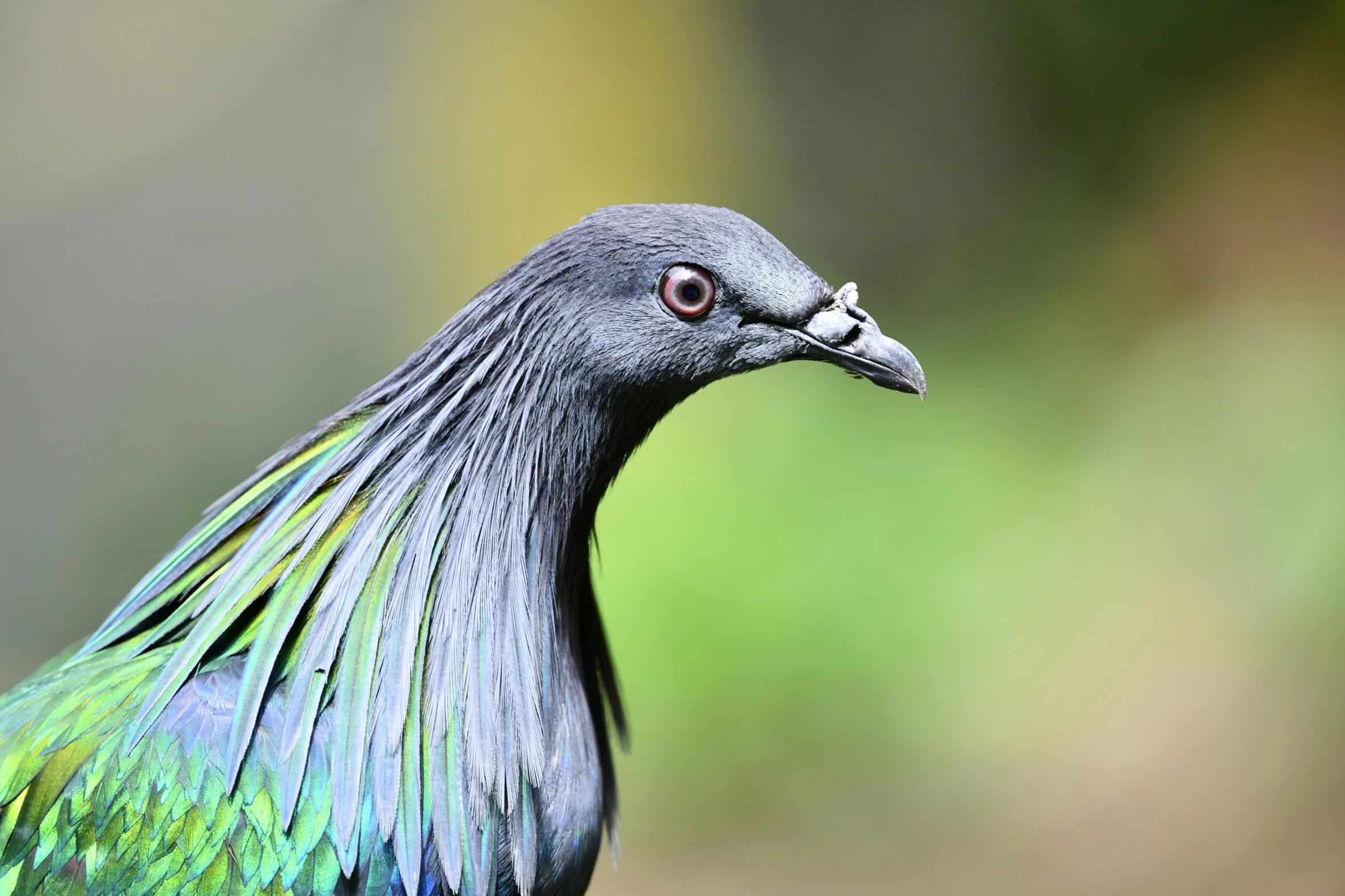 a close up of a bird with green and blue feathers, by Jan Tengnagel, pexels contest winner, hurufiyya, pigeon, black, side profile view, multiple stories