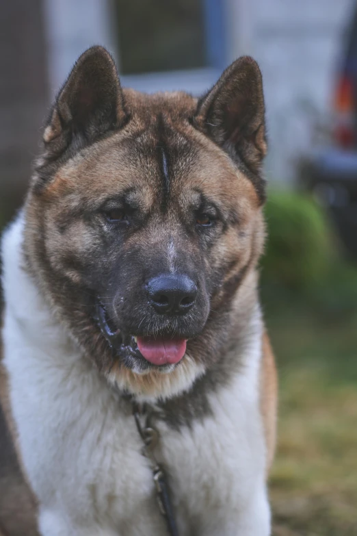 a brown and white dog standing on top of a grass covered field, photo of genghis khan, stunning face, inuit, beefy