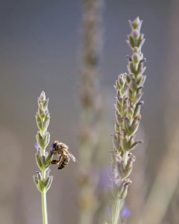 a bee sitting on top of a purple flower, in the middle of a field, stacked image, a pair of ribbed, on display