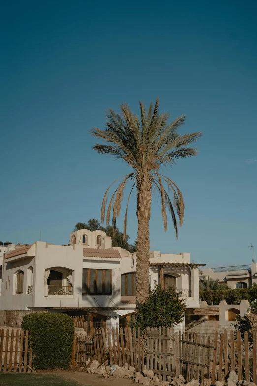 a palm tree sitting on top of a lush green field, by Ahmed Yacoubi, unsplash, art nouveau, white houses, in egypt, background image, slightly tanned