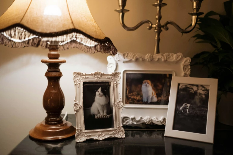 a lamp sitting on top of a table next to pictures, a still life, inspired by Allan Ramsay, art photography, portrait of a white cat, intricate details in the frames, indoor soft lighting, ( ( photograph ) )