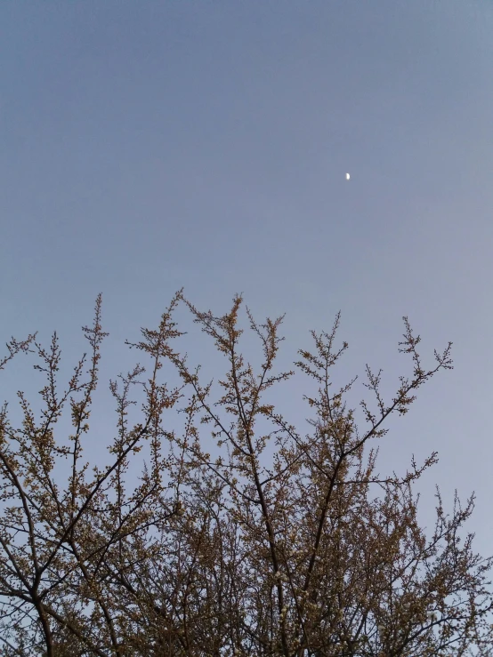 a kite flying through a blue sky next to a tree, inspired by Zhang Kechun, postminimalism, buds, moon lighting, # nofilter, low quality photo