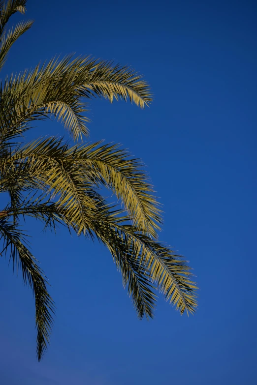 a jetliner flying through a blue sky next to a palm tree, arabesque, overhanging branches, golden glow, marbella, portait image