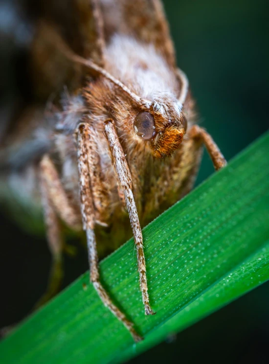 a close up of a moth on a leaf, a macro photograph, by Adam Marczyński, hurufiyya, full frame image, hiding in grass, smug look, ilustration