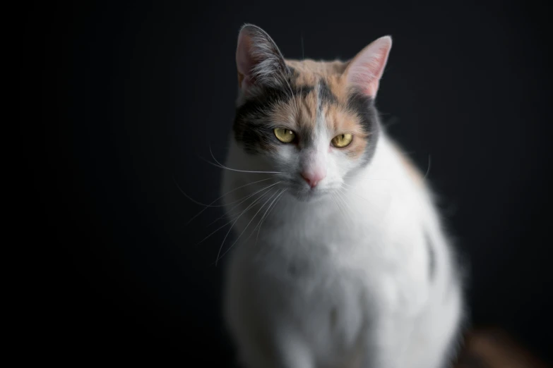 a cat sitting on top of a wooden chair, a portrait, unsplash, standing with a black background, calico, scowling, beautiful female white