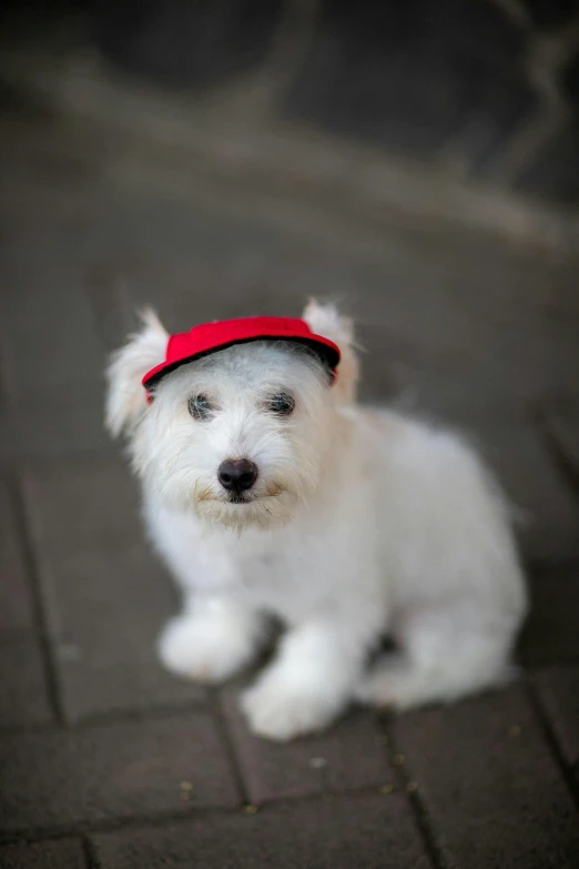 a small white dog wearing a red hat, pexels, happening, ap, high quality picture, rectangle, white baseball hat