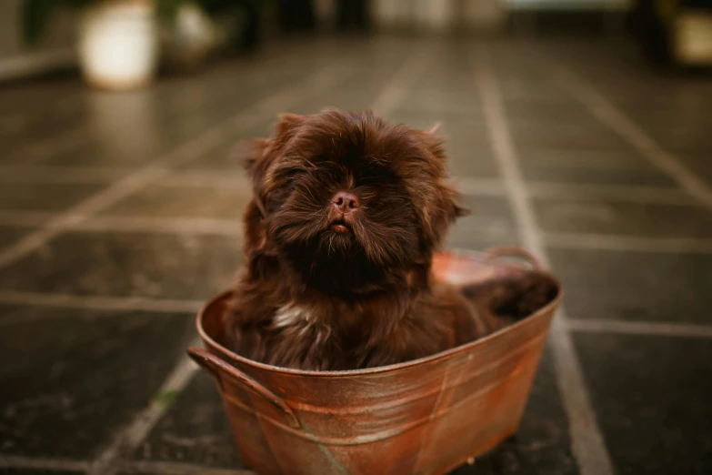 a small brown dog sitting in a brown bucket, pexels contest winner, bearded, chocolate, breeding, bronze