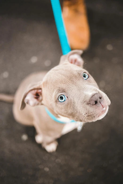 a dog on a leash looking up at the camera, trending on pexels, light grey-blue eyes, pitbull, puppy, color photo