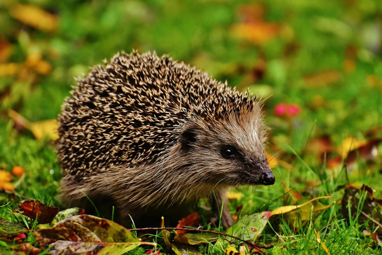 a hedge sitting on top of a lush green field, by Niko Henrichon, pixabay, hedgehog, 🍂 cute, spike shell, 1024x1024