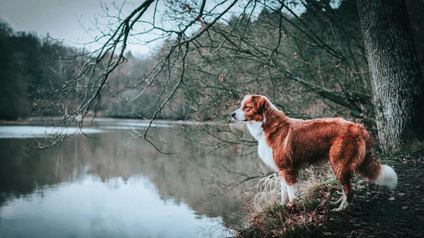 a brown and white dog standing next to a body of water, pexels contest winner, romanticism, forrest in the background, lakes, english, desktop wallpaper