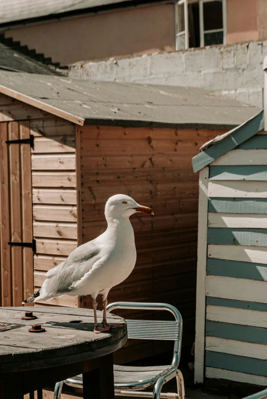 a white bird sitting on top of a wooden table, huts, in a sun lounger, maryport, wooden toilets