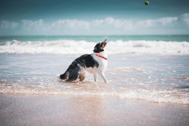 a dog standing on top of a beach next to the ocean, holding a ball, border collie, unsplash photography, thumbnail