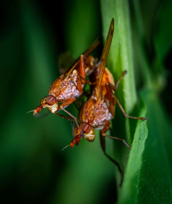 a couple of bugs sitting on top of a green leaf, a macro photograph, by Jan Rustem, pexels contest winner, hurufiyya, male aeromorph, brown, no words 4 k, adult pair of twins