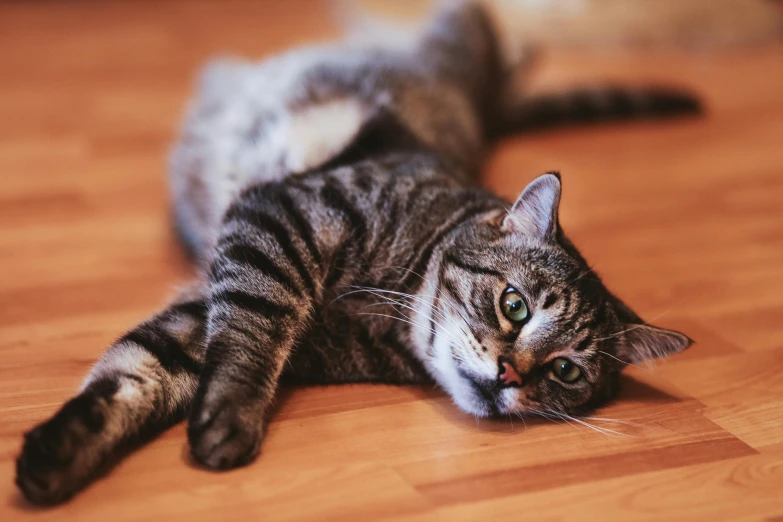 a cat laying on top of a wooden floor, by Julia Pishtar, pexels contest winner, playful smirk, four legs, smooth detailed, on a checkered floor