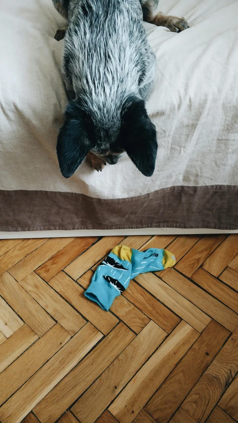 a dog laying on top of a bed next to a pair of gloves, by Nina Hamnett, pexels contest winner, in blue and yellow clothes, spying, a wooden, bearded