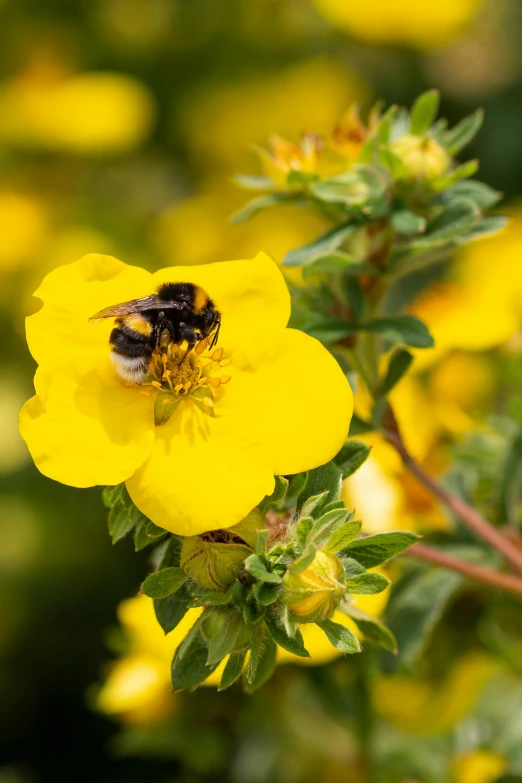 a bee sitting on top of a yellow flower, by David Simpson, slide show, amanda lilleston, coast, growing