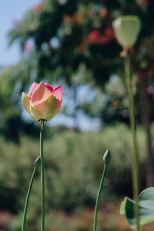 a pink flower sitting on top of a lush green field, standing in a botanical garden, with lotus flowers, in the sun, looking off into the distance