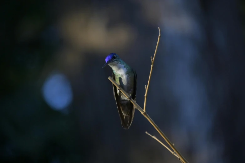 a small bird sitting on top of a tree branch, by Peter Churcher, pexels contest winner, hurufiyya, blue and purple and green, hummingbird, hard morning light, museum quality photo