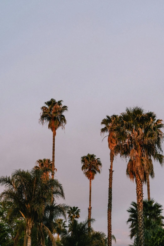 a group of palm trees sitting on top of a lush green field, a picture, trending on unsplash, the city of santa barbara, humid evening, low quality photo, brown and pink color scheme