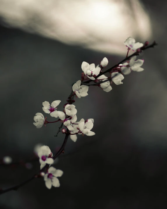 a close up of a flower on a branch, inspired by Elsa Bleda, unsplash, paul barson, cherry blosom trees, dark and white, 中 元 节