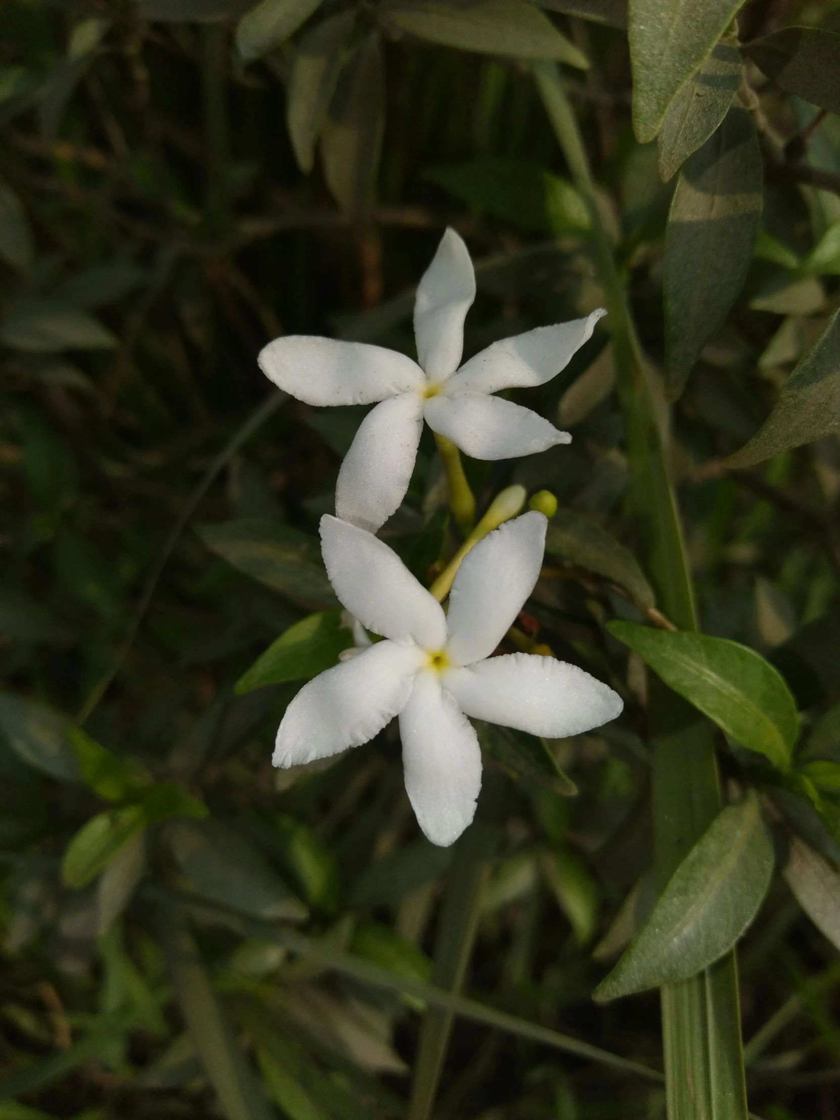 a couple of white flowers sitting on top of a lush green field, trending on reddit, hurufiyya, cambodia, jasmine, low quality photo