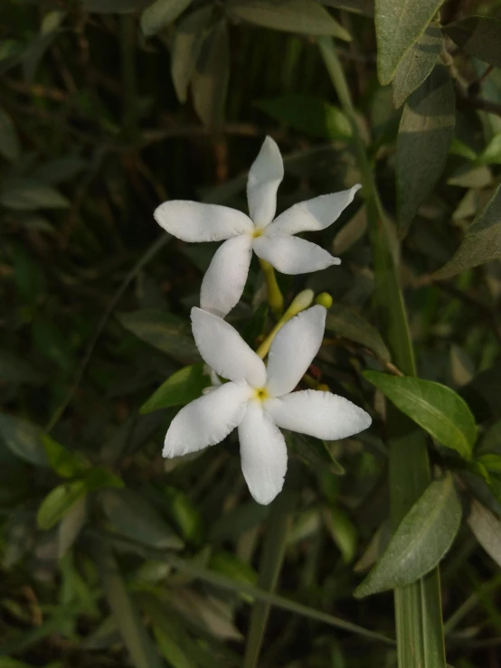 a couple of white flowers sitting on top of a lush green field, trending on reddit, hurufiyya, cambodia, jasmine, low quality photo