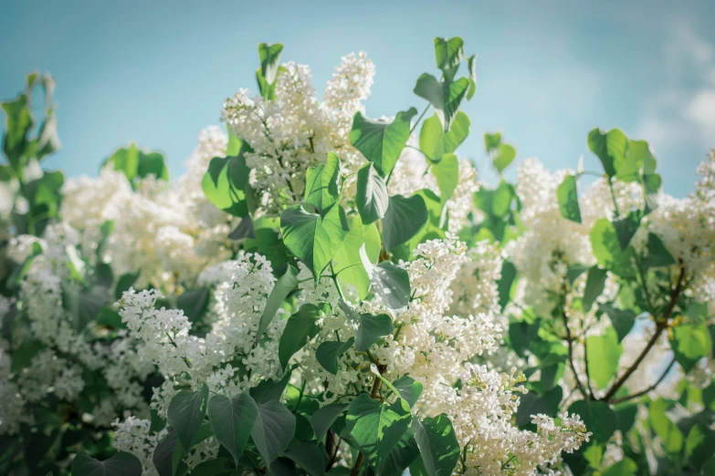 a bush of white flowers against a blue sky, by John Murdoch, unsplash, romanticism, lilac bushes, highly detailed image, soft light - n 9, canvas