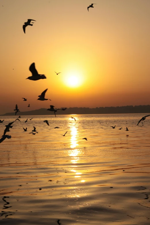 a flock of birds flying over a body of water, by Sudip Roy, pexels contest winner, romanticism, full morning sun, suns, # nofilter, travel