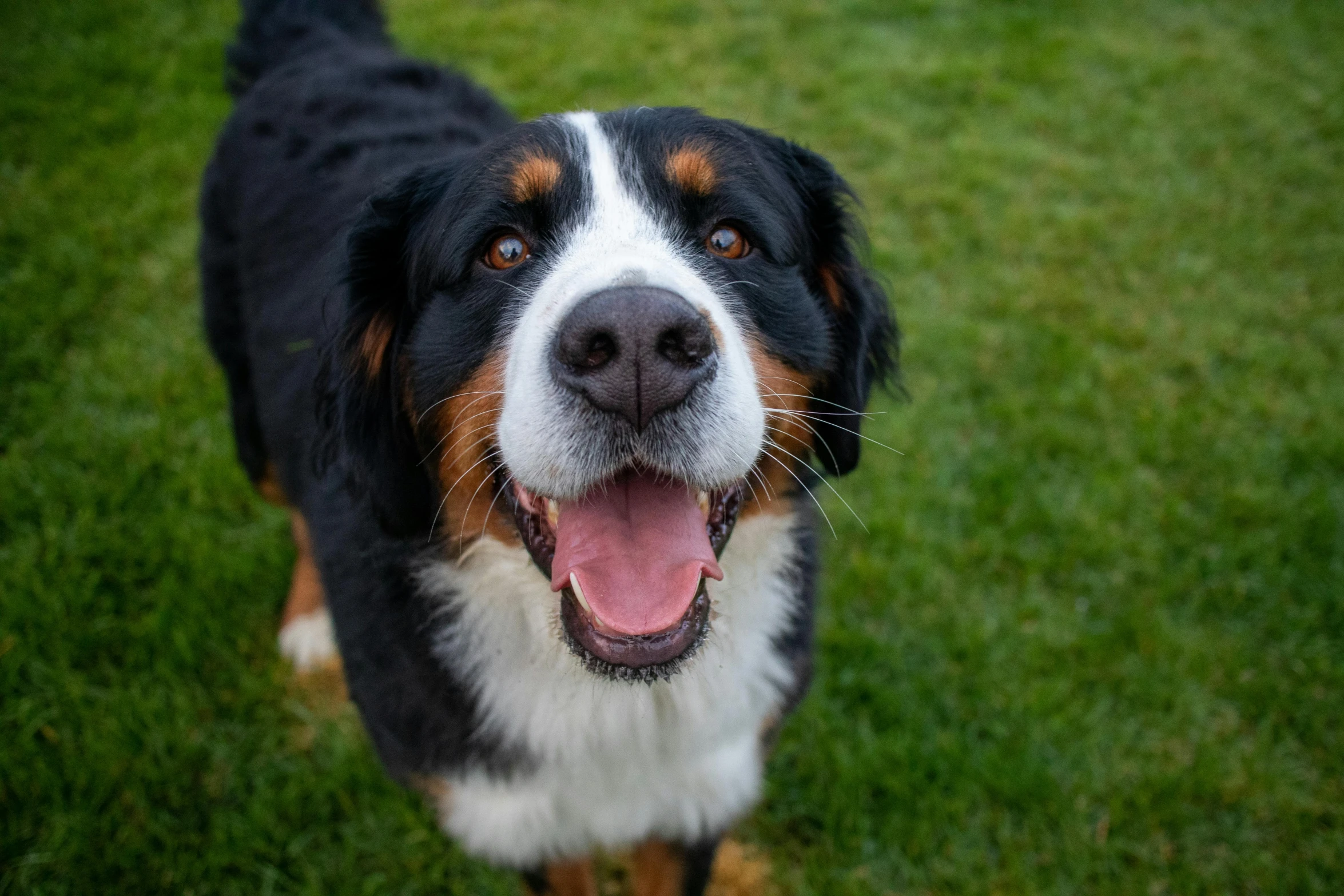 a dog standing on top of a lush green field, closeup of the face, large smile, information, close - up photograph