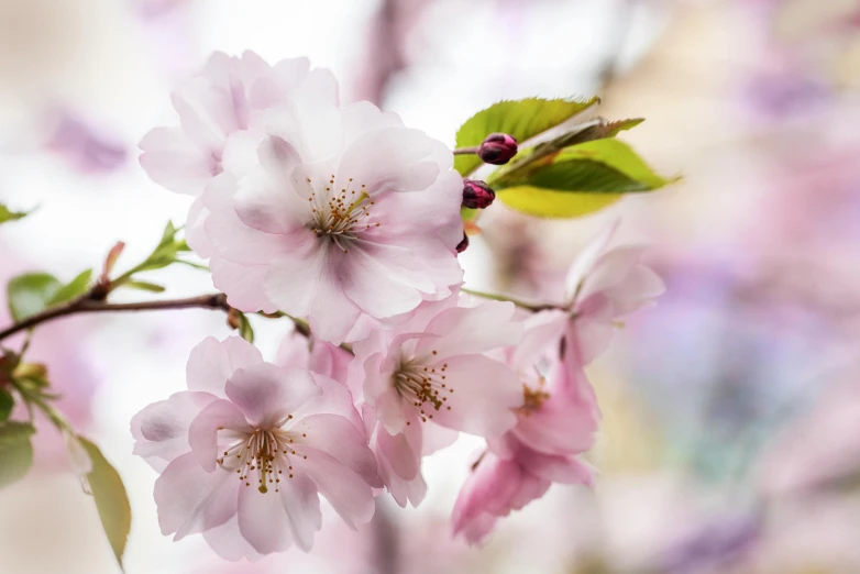 a close up of some pink flowers on a tree, by Niko Henrichon, pexels contest winner, sakura flower, 2 5 6 x 2 5 6 pixels, 4k serene, soft focus