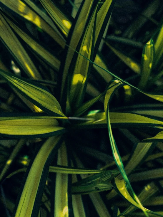 a close up of a plant with green leaves, by Adam Marczyński, trending on unsplash, stylized grass texture, yellow and green, made of bamboo, low quality photo